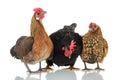 Chickens isolated over white background Royalty Free Stock Photo