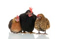 Chickens isolated over white background Royalty Free Stock Photo