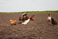 Chickens in the kitchen garden.