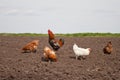 Chickens in the kitchen garden.