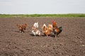 Chickens in the kitchen garden.