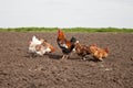 Chickens in the kitchen garden.