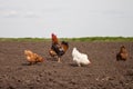 Chickens in the kitchen garden.