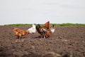 Chickens in the kitchen garden.