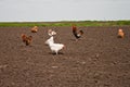 Chickens in the kitchen garden.