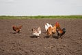 Chickens in the kitchen garden.