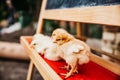 Chickens learn math, animal school Royalty Free Stock Photo