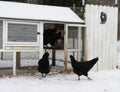 Chickens Leave the Coop to Wonder Across Snow Covered Farm Royalty Free Stock Photo