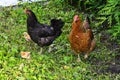 Chickens listening attentively to his mother-hen Royalty Free Stock Photo