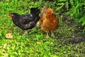 Chickens listening attentively to his mother-hen Royalty Free Stock Photo