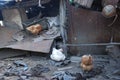 Chickens living in the destroyed house in summer