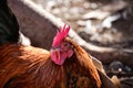 Chickens living wild on a piece of waste land