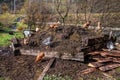 Chickens on manure pile Royalty Free Stock Photo