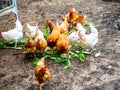 Chickens in an open chicken coop that eat healthy vegetables from their own garden Royalty Free Stock Photo