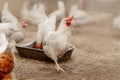 Chickens outdoors at a chicken farm Royalty Free Stock Photo