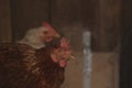 Chickens in paddock in farm. Side view of flock of domestic birds with brown plumage sitting on wooden bench