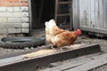 Chickens peck from a wooden grain feeder in a village yard Royalty Free Stock Photo