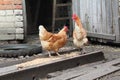 Chickens peck from a wooden grain feeder in a village yard Royalty Free Stock Photo