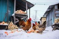 chickens pecking at feed on snowy ground