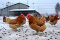 chickens pecking at feed on snowy ground