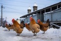 chickens pecking at feed on snowy ground