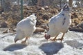 Chickens pecking on ice Royalty Free Stock Photo