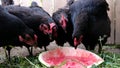 Chickens pecks watermelon on the farm, black birds eat berries outdoors Royalty Free Stock Photo