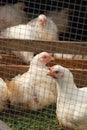 Chickens in a Pen Royalty Free Stock Photo