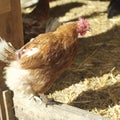 Chickens in the pen. Conceptual image shot Royalty Free Stock Photo