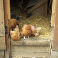 Chickens in the pen. Conceptual image shot Royalty Free Stock Photo