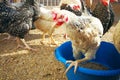 Chickens in a pen Royalty Free Stock Photo