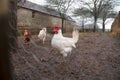 Chickens in a pen Royalty Free Stock Photo