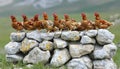 Ten Hens on a Stone Wall Royalty Free Stock Photo