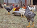 Chickens and petechs walk in the poultry farm. Bird care in the village. Green life. Rooster leader and breeding birds