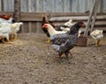 Chickens and petechs walk in the poultry farm. Green life. Bird care in the village. Rooster leader and breeding birds