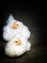 Chickens Photo Art Royalty Free Stock Photo