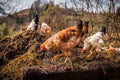 Chickens on pile of manure on traditional rural barnyard in the morning Royalty Free Stock Photo