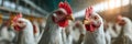 Chickens in a poultry farm. Ai Generative Royalty Free Stock Photo