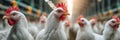 Chickens in a poultry farm. Ai Generative Royalty Free Stock Photo