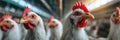 Chickens in a poultry farm. Ai Generative Royalty Free Stock Photo