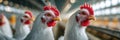Chickens in a poultry farm. Ai Generative Royalty Free Stock Photo