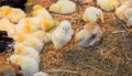 Chickens. Poultry farm Royalty Free Stock Photo