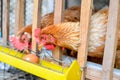 Chickens in Poultry Farm