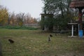 Chickens in the poultry yard. Stadtrandhof, 12529 SchÃÂ¶nefeld, Germany