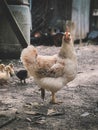 chickens, raising your own chickens is cheaper and environmentally friendly