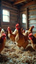 Chickens roaming in rustic barn interior with sunlight Royalty Free Stock Photo