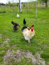 Chickens and rooster feeding on rural barnyard on green grass. Hens on yard in eco farm. poultry farming concept Royalty Free Stock Photo