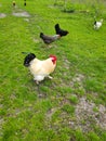 Chickens and rooster feeding on rural barnyard on green grass. Hens on yard in eco farm. poultry farming concept. Royalty Free Stock Photo