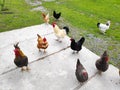 Chickens and rooster feeding on rural barnyard. Hens on yard in eco farm. poultry farming concept. Royalty Free Stock Photo