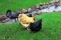 Chickens, rooster and other poultry